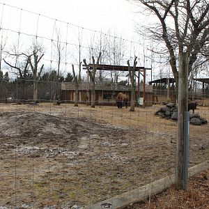 American Bison Exhibit