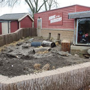 American Badger Exhibit - Wisconsin Heritage