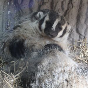 American Badger in Nest Box - Wisconsin Heritage