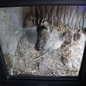 American Badger in Nest Box - Wisconsin Heritage