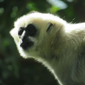 White-cheeked Gibbon Female