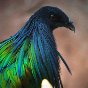 Nicobar pigeon