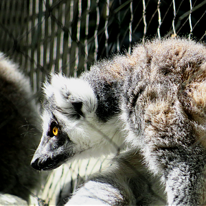 Ring-tailed Lemur