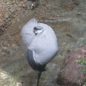 Demoiselle crane