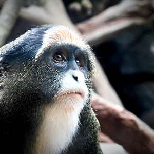 De Brazza's monkey