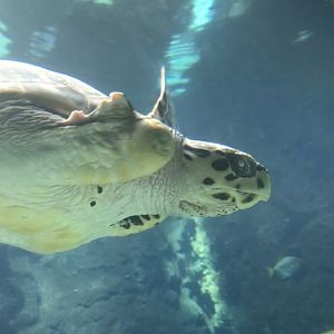 Hawksbill Sea Turtle