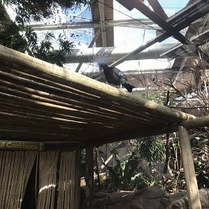 Tropics Trail - Asian Walk-Through Aviary