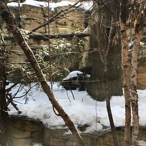 Minnesota Trail - Red Fox/Great-Horned Owl Exhibit