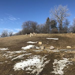 Northern Trail - Pronghorn Exhibit