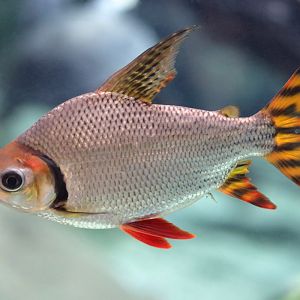 Fish ID (CosmoCaixa, Barcelona)