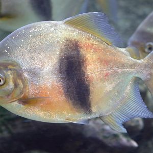 Fish ID (CosmoCaixa, Barcelona)