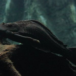 Fish ID (CosmoCaixa, Barcelona)