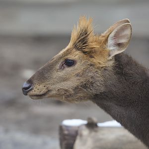 Black Muntjac/ Muntiacus crinifrons
