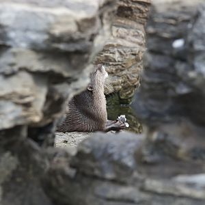 Oriental Smallclawed Otter/ Aonyx cinerea