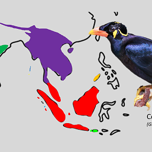 Common hill myna - Subspecies distributions map