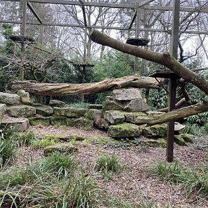 Indochinese clouded leopard enclosure 280222