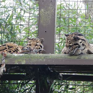 Indochinese clouded leopards 280222