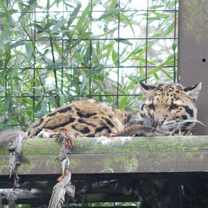 Indochinese clouded leopard 280222