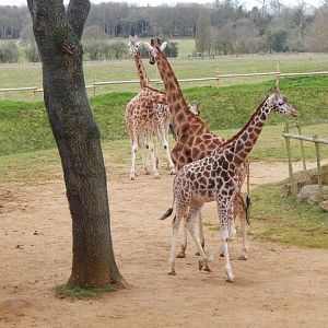 Giraffes 280222