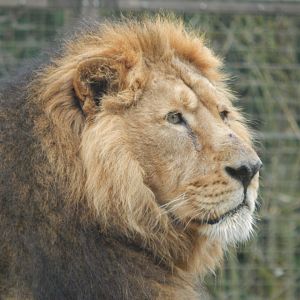 Asiatic lion 280222