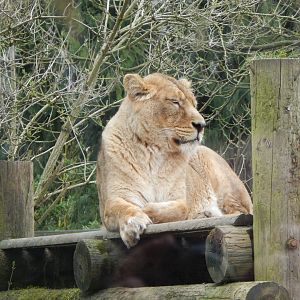 Asiatic lion 280222