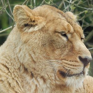 Asiatic lion 280222