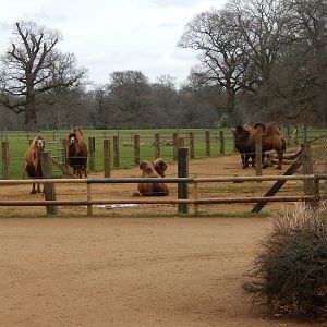 Bactrian camel enclosure 280222