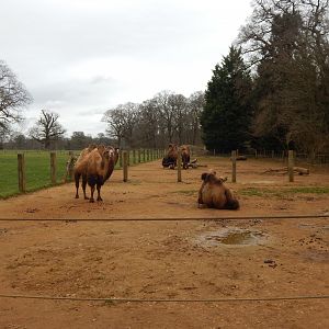 Bactrian camel enclosure 280222