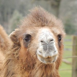 Bactrian camel 280222