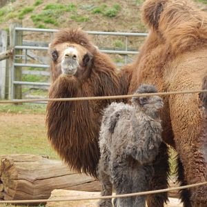 Bactrian camel and juvenile 280222