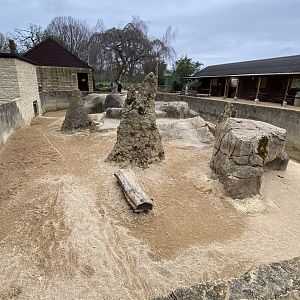 Dwarf mongoose enclosure 280222