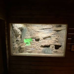 Little Africa - Gundi enclosure 280222