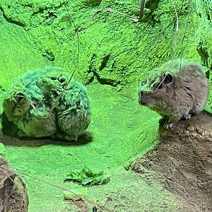 Little Africa - Gundis 280222