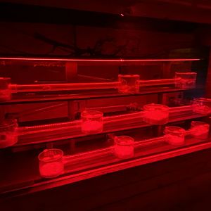 Little Africa - Naked mole rats 280222