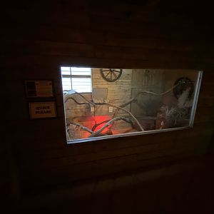 Little Africa - Neumann's grass rat enclosure 280222