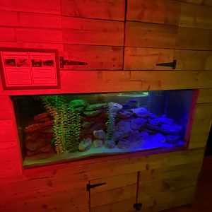 Little Africa - fish exhibit 280222