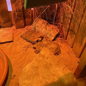 Little Africa - Pancake tortoise 280222