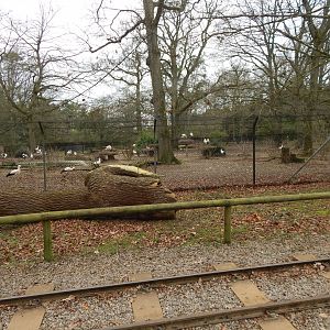 European white stork enclosure 280222