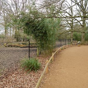South American tapir and Capybara enclosure 280222