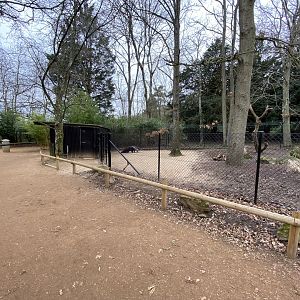 Giant anteater enclosure 280222