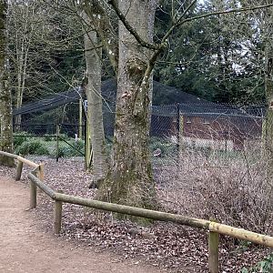 Great bustard aviary 280222