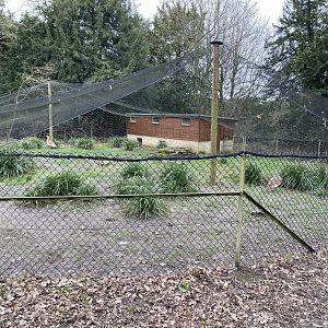 Great bustard aviary 280222