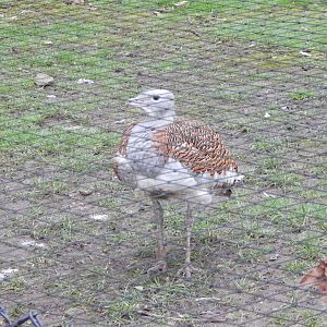 Great bustard 280222
