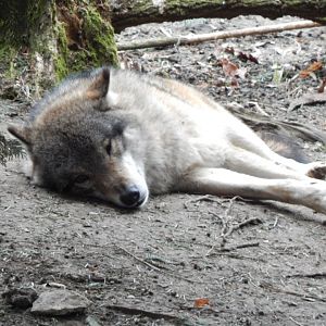 Eurasian wolf 280222