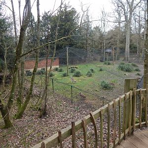 Great bustard aviary 280222