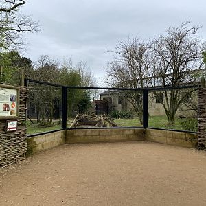 Giant anteater enclosure 280222