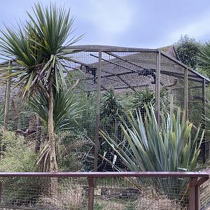 Malayan binturong enclosure 280222