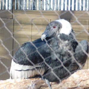 Andean Condor- World Bird Sanctuary February 2022