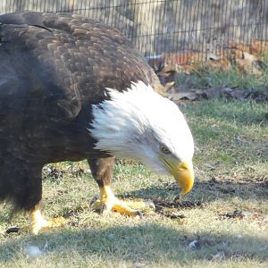 Bald Eagle- World Bird Sanctuary February 2022