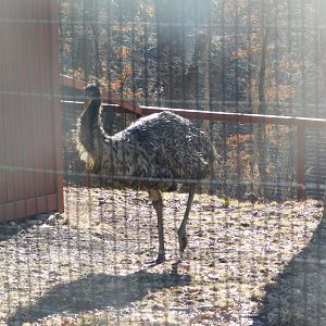 Emu- World Bird Sanctuary February 2022